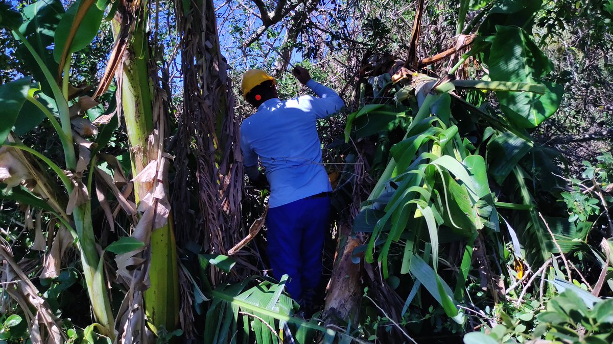 ArielAguilarC2's tweet image. La Brigada de linieros de Camagüey no cree en dificultades, han llegado a cinco municipios de nuestra #ProvinciaGranma en la recuperación de los daños ocasionados por el #HuracanMelissa. @YudelkisOrtizB @BorgesOlivero @ETECSAGranma @FonsecaOsmely