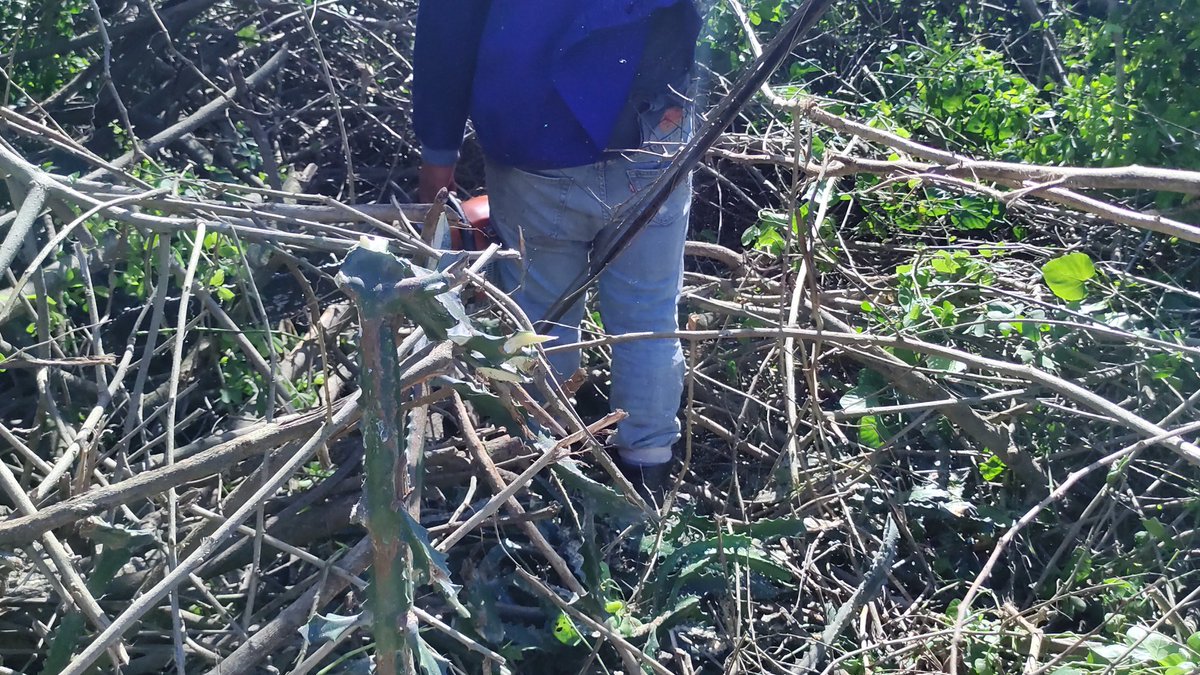 ArielAguilarC2's tweet image. La Brigada de linieros de Camagüey no cree en dificultades, han llegado a cinco municipios de nuestra #ProvinciaGranma en la recuperación de los daños ocasionados por el #HuracanMelissa. @YudelkisOrtizB @BorgesOlivero @ETECSAGranma @FonsecaOsmely