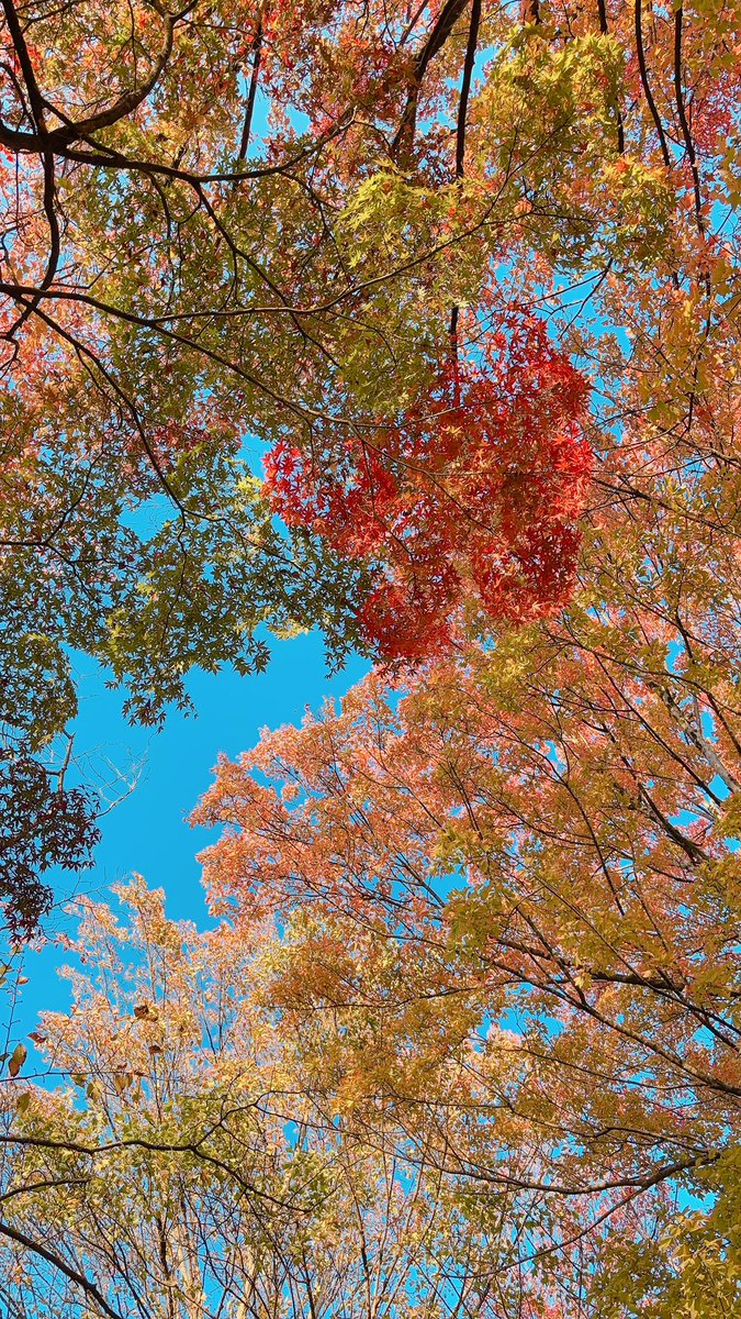 画像は投稿できるかな？