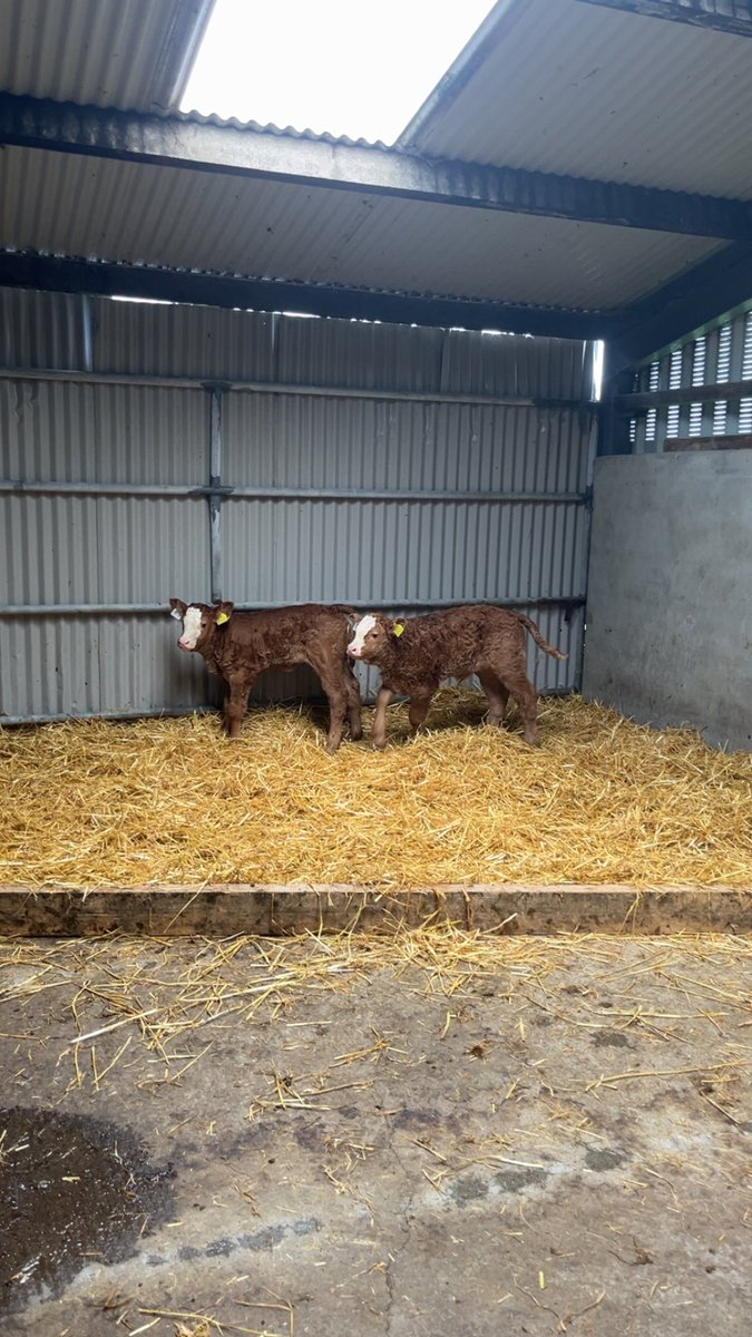 Jason_dph's tweet photo. Alchester kracker heifers https://t.co/PnmEDlGnIp