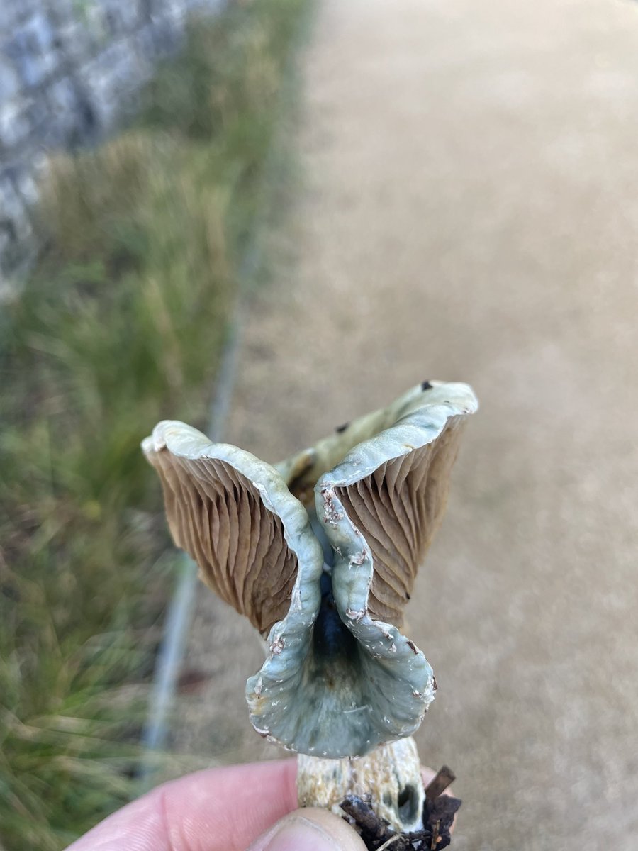 DCKC87's tweet photo. Any ideas anyone ? Maybe Blue Roundhead?
Found in wood chip, South Ireland.
#mushroom #mushroomID #helpID #Fungi #mycology https://t.co/mXKjxB2S9k