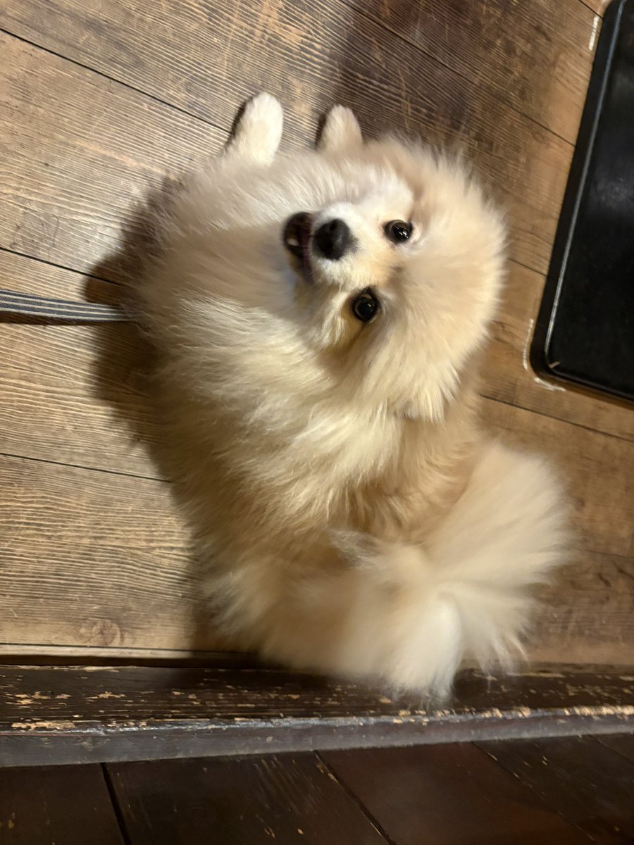 月一オフ会でした✨
ぽんも嬉しそう☺️🫶毎月ありがとう❤️❤️楽しかったっ！

来月は12/28誕生日当日にきえたん誕生日お祝い会やるんで絶対来てください❤️❤️