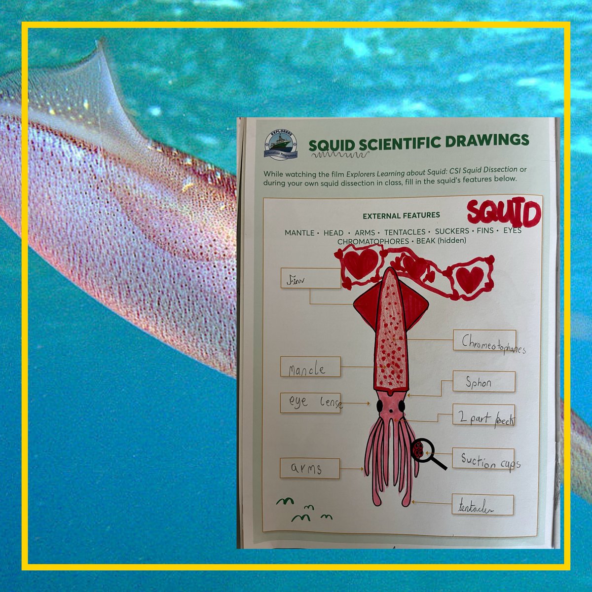 SEASHOREKIDS1's tweet photo. Fantastic squid work by pupils at St Bridget’s NS, Greystones today as part of the @MarineInst @explorersedu https://t.co/L3MnXODnC7