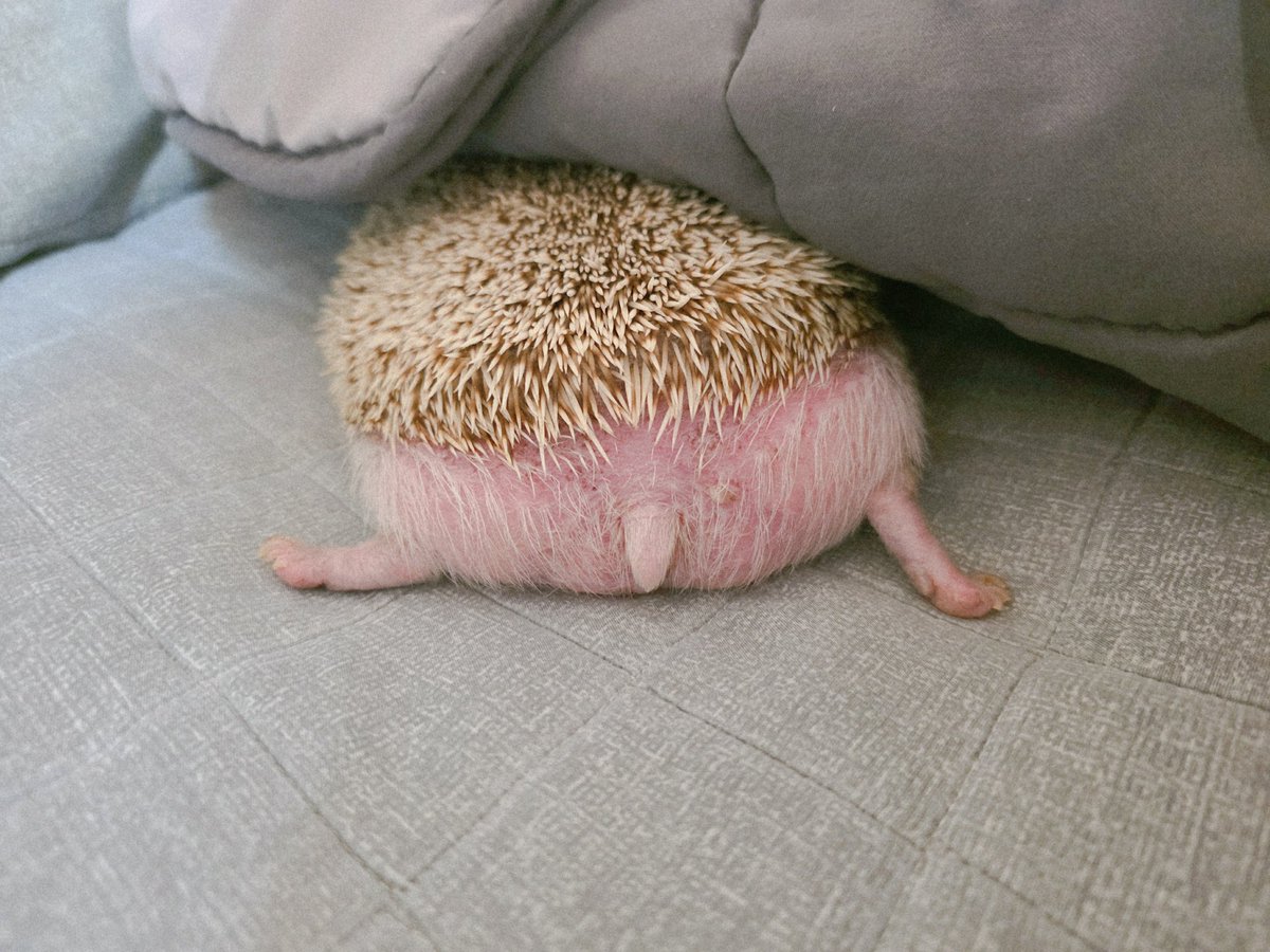 gossine__'s tweet image. 귀여운거 찍었는데 트위터가 터져서 못올리고 있었음