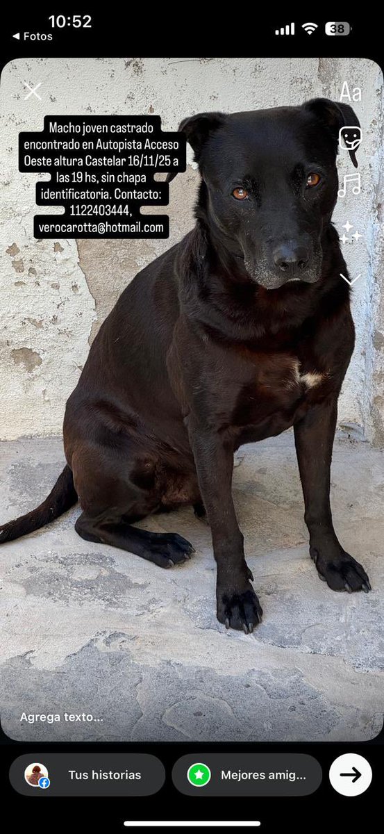 Lo encontró una amiga de acá 
Castrado macho, en Castelar 
Si lo conoces contáctate por favor 
Verónica 1122403444
RT por favor 🙏