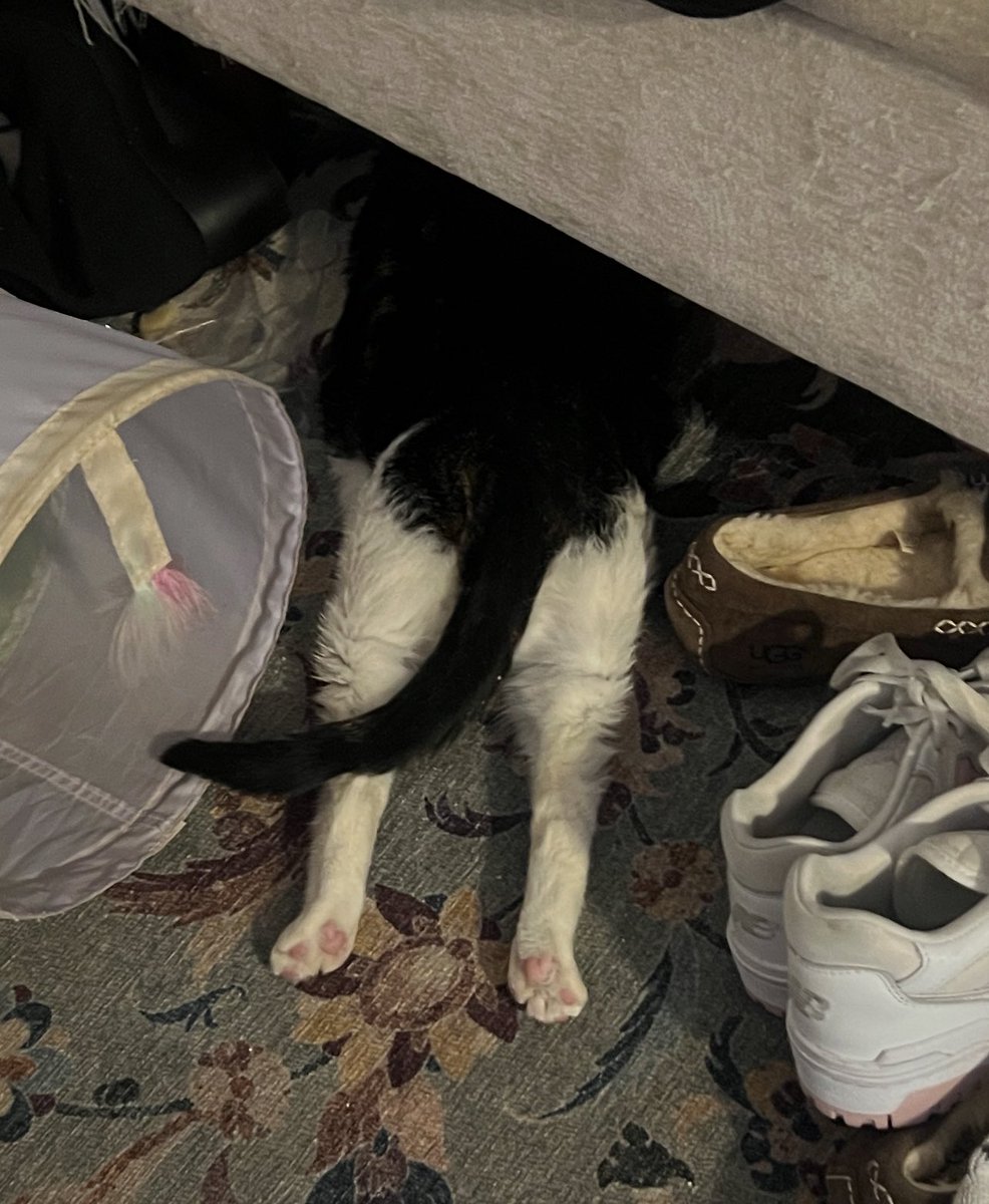 MolieCannoli's tweet image. nothing to see here keep scrolling