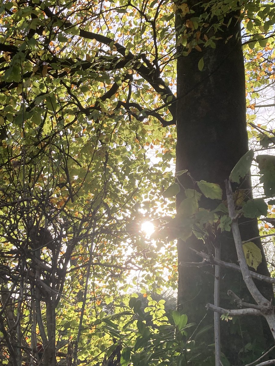 GailKir94323570's tweet image. Devon heaven.  A chilly, but beautiful morning.  Finding peace with nature.  Views from my village walk.