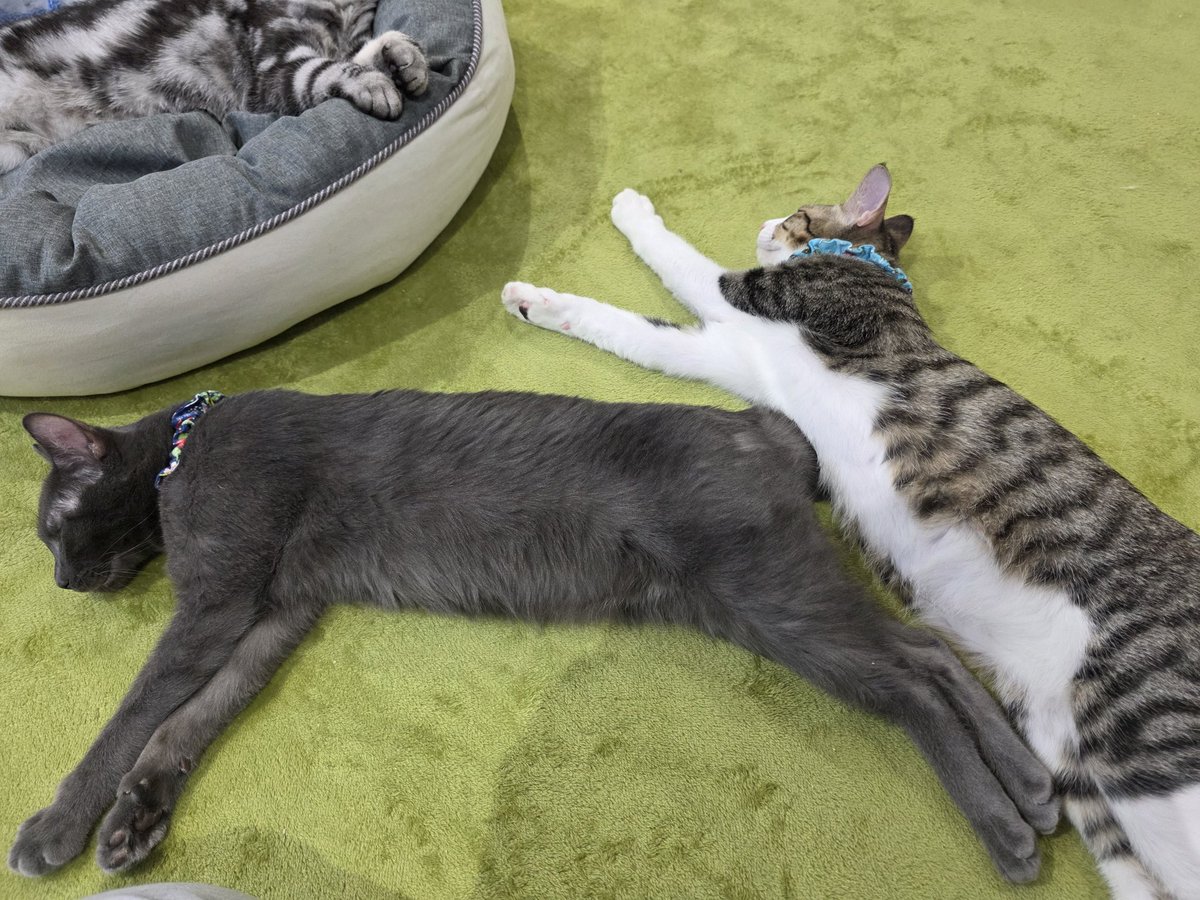 猫ちゃんズ(=^ェ^=)