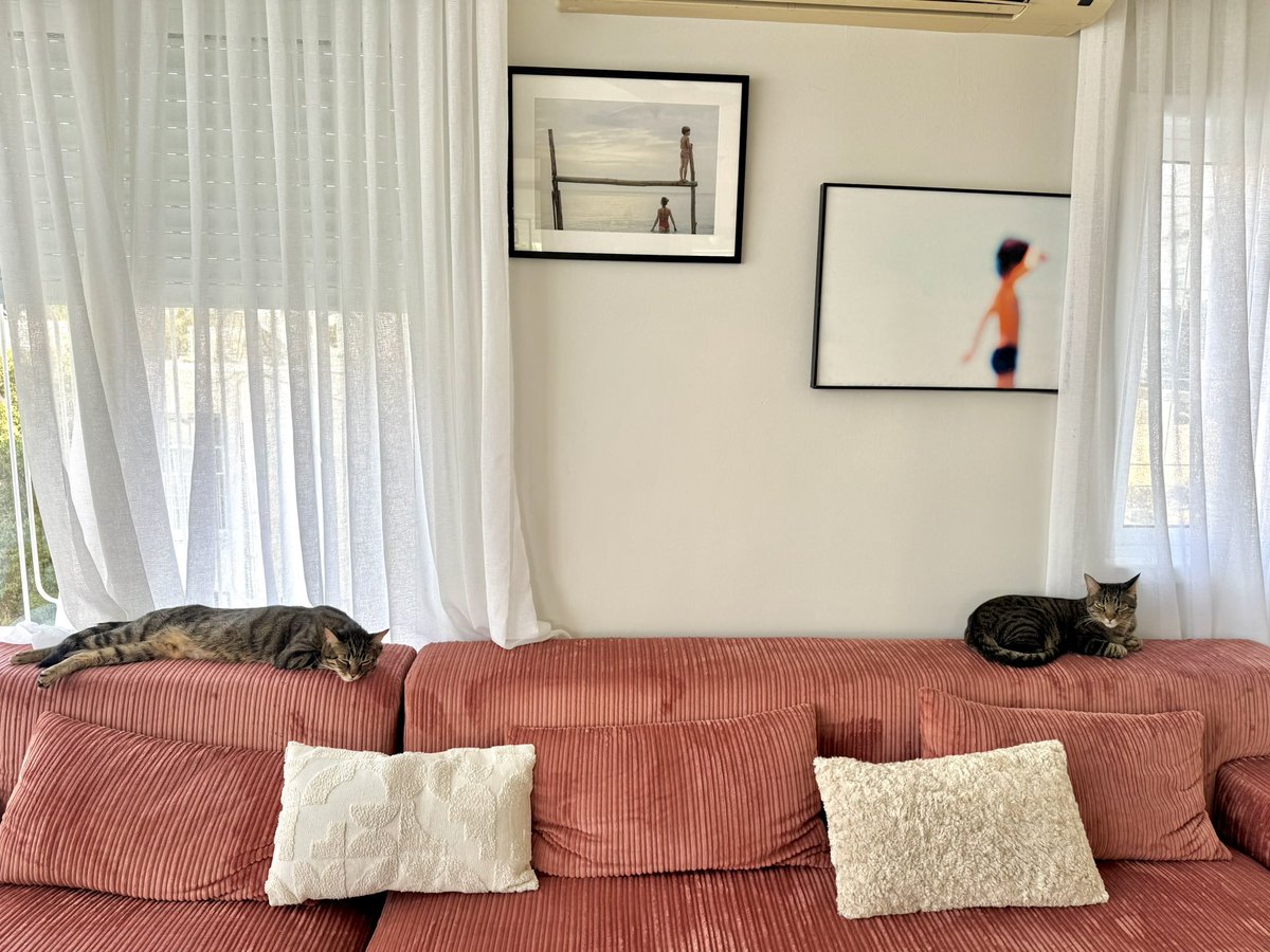 sarithecht's tweet image. דומסטיקנה חתולית

#להחמיד_את_הפיד