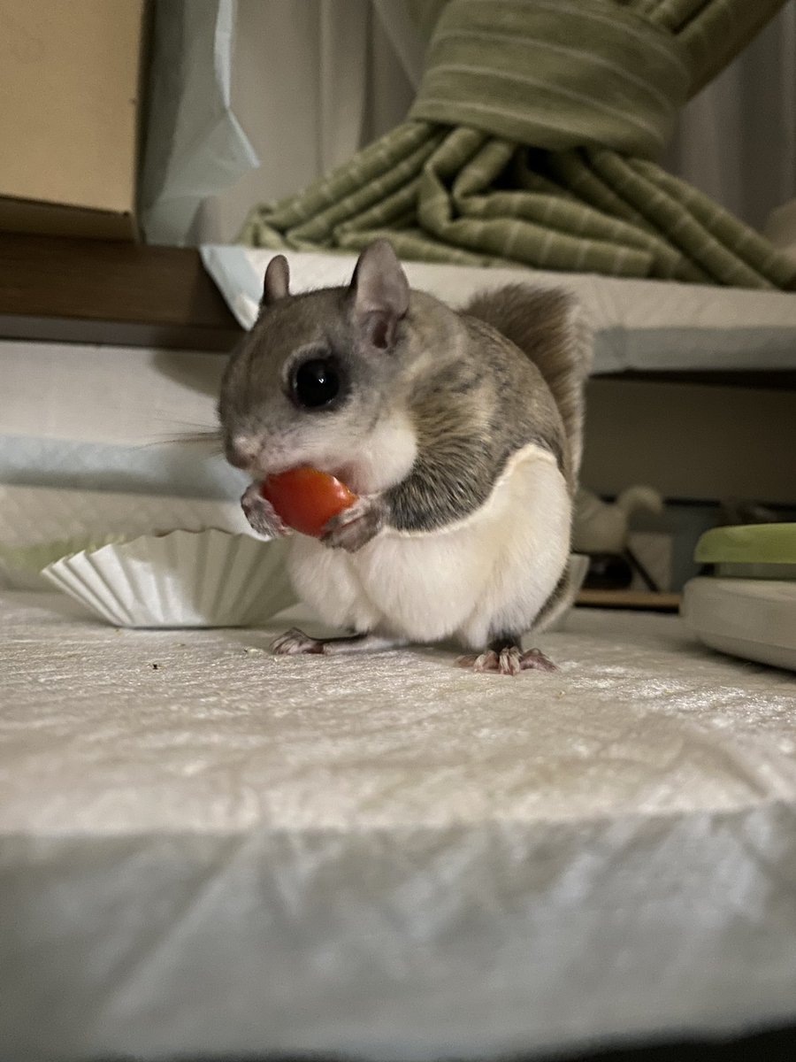 ルーシーちゃんページ イッシーページ イッシー・ザ・バッドニュース on X