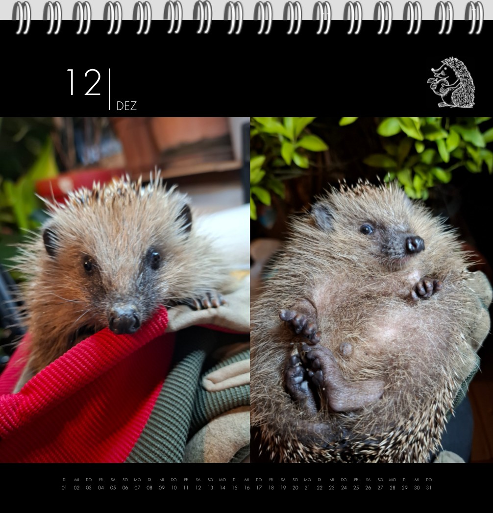 So, das wars. Jetzt habe ich wahrscheinlich jede Menge Persönlichkeitsrechte der 🦔 verletzt 🙈🤭
Wer einen Kalender haben möchte, melde sich bitte bei mir per DM!