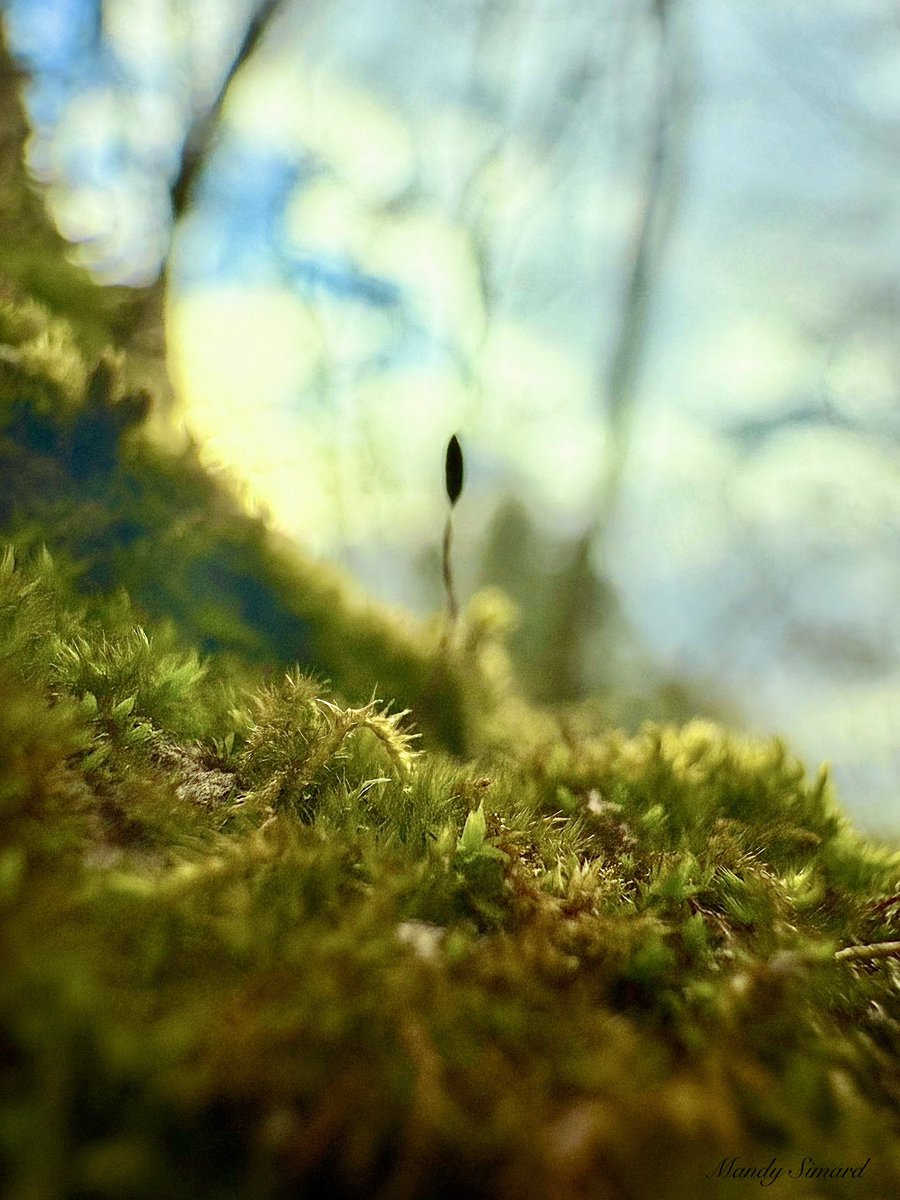 Share a picture of moss! 💚📸

“In the stillness of the forest, moss is the gentle keeper of time.”