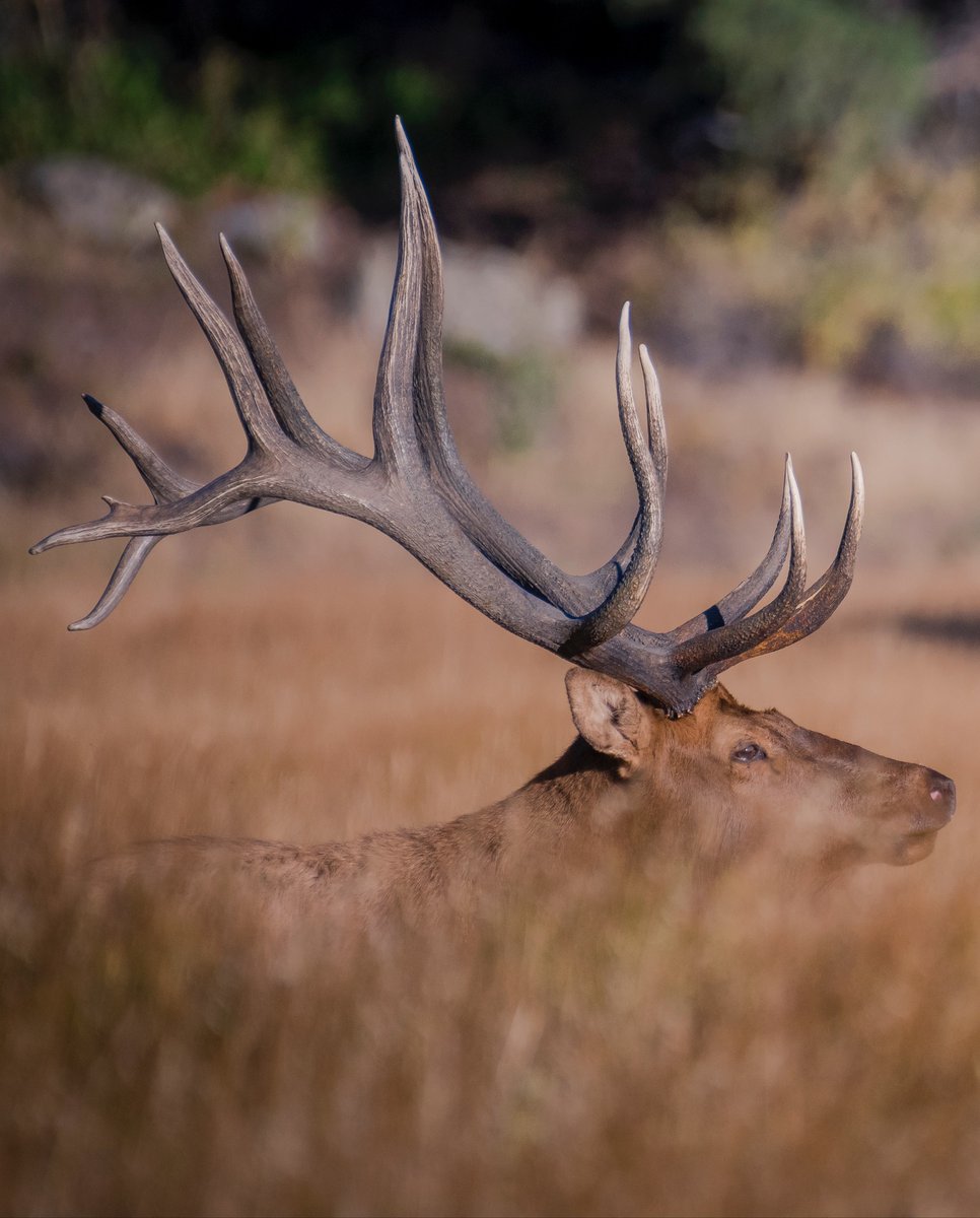 RMEF's tweet photo. Eyes up...antlers too. #rmef #elk #huntingisconservation https://t.co/kle7xRIl67
