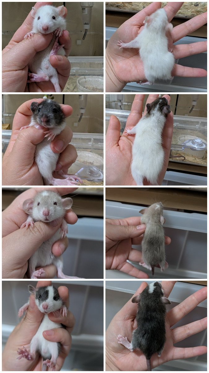 cat_YASHINAI's tweet photo. ファンシーラットの里親さん募集します！
全員ダンボです🐘🤍🐭
離乳済みですぐに引き渡し可能です
ペットとして可愛がってる方でお願いします。
お渡しケースと今食べてる餌も少量お付けします🎁
#ファンシーラット　#里親募集　#ドブネズミ https://t.co/z0kkOY85RK