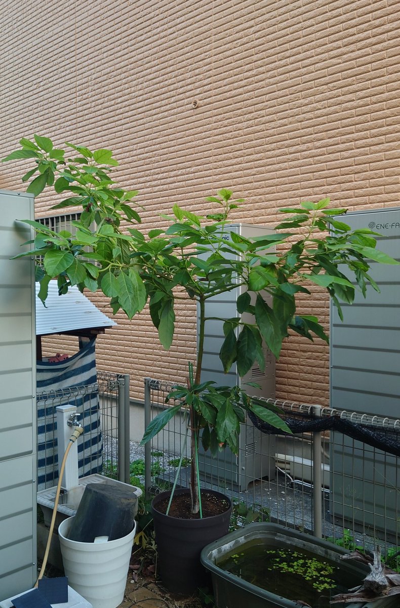 yasu1569's tweet image. 11/18のアボカド