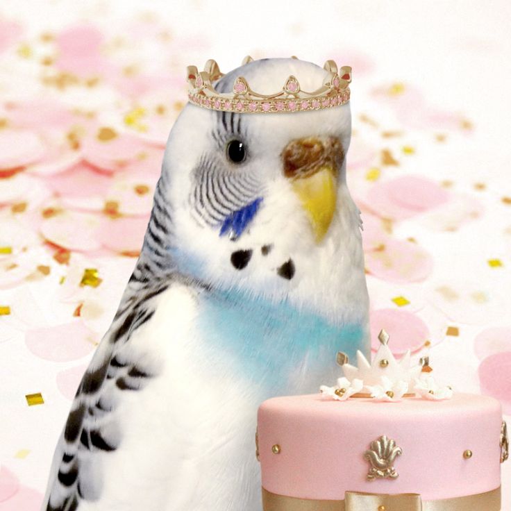 Mubişgiller (@mubisgiller) on Twitter photo 