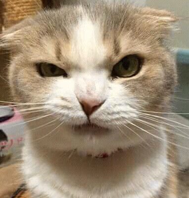 sunghocats's tweet photo. https://t.co/rcMTgyPxoh