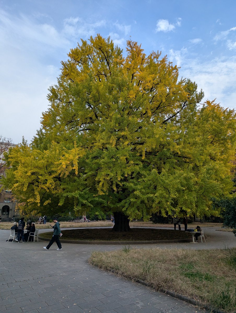 Ms_structure_DT's tweet image. 本日は「環境塾」。東大のイチョウもいい感じに色づいていました。来月だと黄色一色になる見頃は過ぎちゃうかなぁ。

学生さんの住宅の空調検討の発表を聞くと&quot;こんなこともできるのか&quot;といつも驚きます。

でも住む方にとっての使いやすさ…