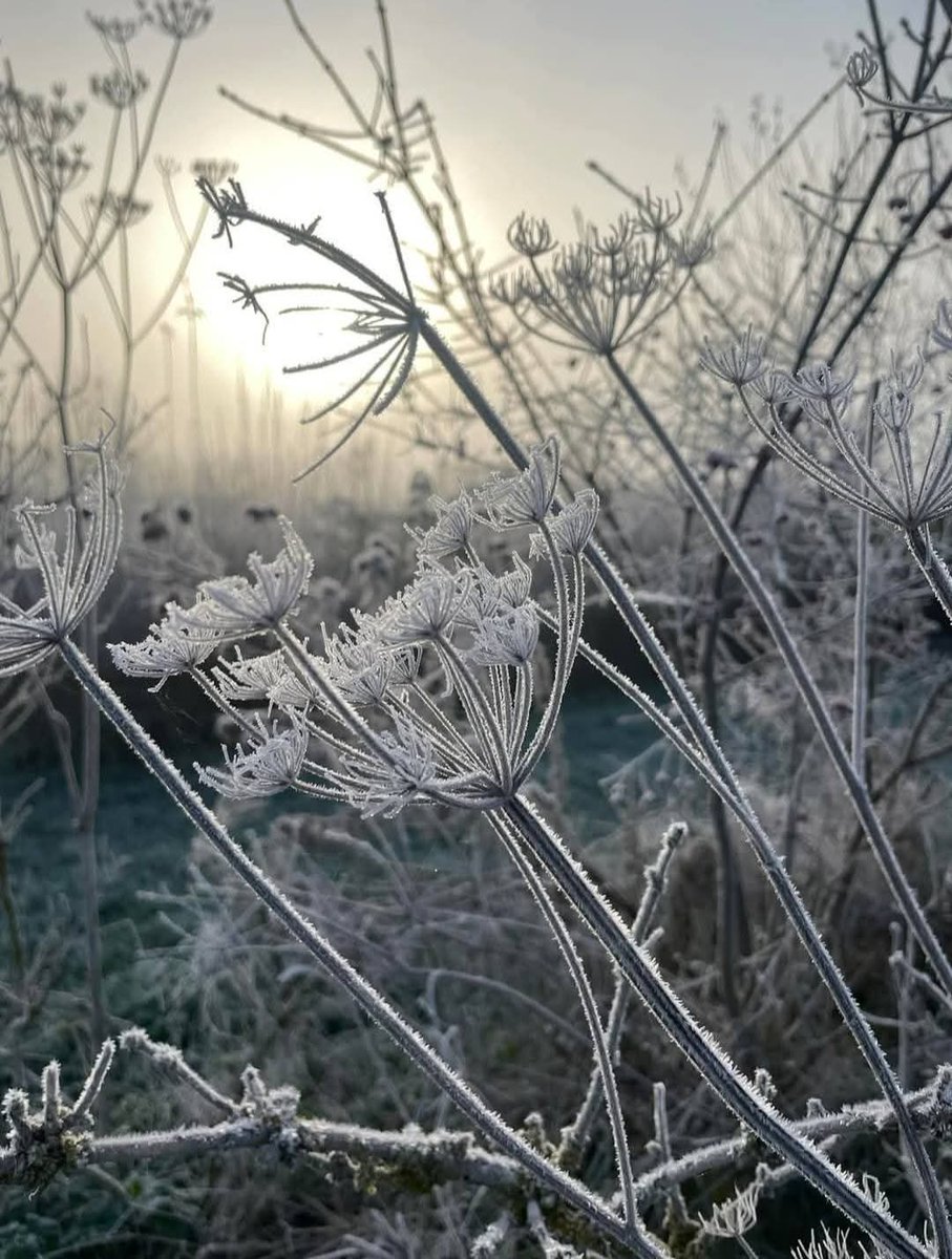 p_bischetti's tweet image. Le givre du matin a  transformé chaque brin d’herbe en une dentelle éphémère au lever du jour ❄️❄️❄️
Belle fin d&apos;après-midi Xtwitter
