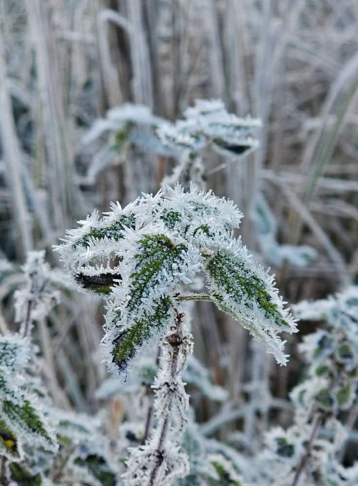 p_bischetti's tweet image. Le givre du matin a  transformé chaque brin d’herbe en une dentelle éphémère au lever du jour ❄️❄️❄️
Belle fin d&apos;après-midi Xtwitter