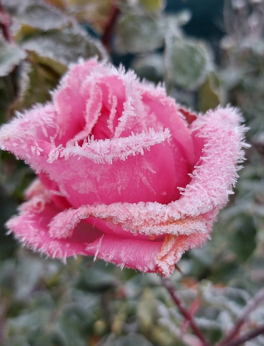 p_bischetti's tweet image. Le givre du matin a  transformé chaque brin d’herbe en une dentelle éphémère au lever du jour ❄️❄️❄️
Belle fin d&apos;après-midi Xtwitter
