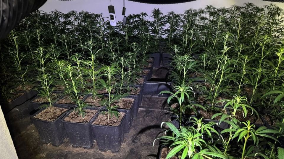Ermittler haben fanden eine Marihuana-Plantage mit über 1.000 Pflanzen und umfangreiches Anbau-Equipment. Ein 35-Jähriger wurde vorläufig festgenommen.

ℹ️ duisburg.polizei.nrw/20251118duisbu…