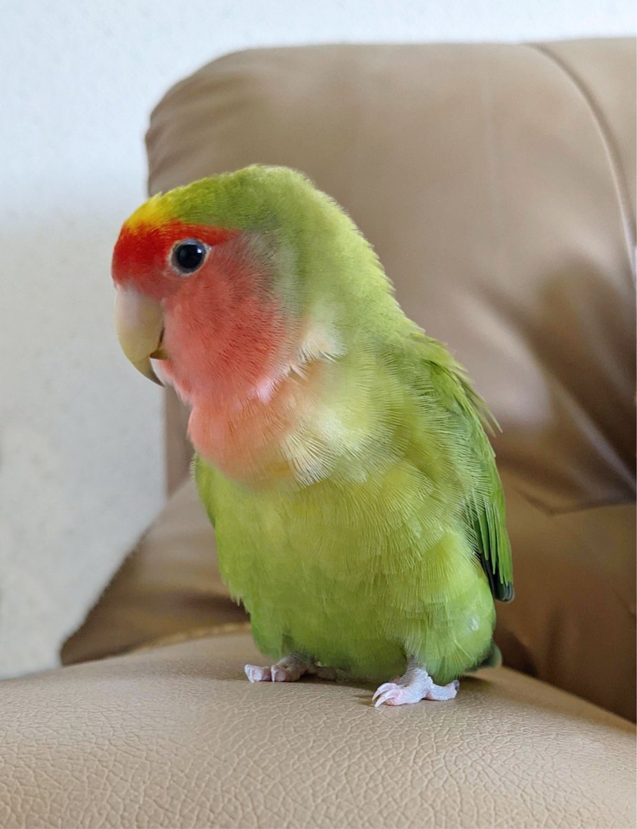 awameiboku's tweet image. 元画像のハル社鳥から落ち葉掃き生成😍
足が3本だったので消しましたが..😅。
ある程度手を加えないとなかなか完璧なものってまだ出来ないかな～💦
#コザクラインコ　#ハル社鳥　#CorelDRAW　#Gemini
#紅葉　#落ち葉