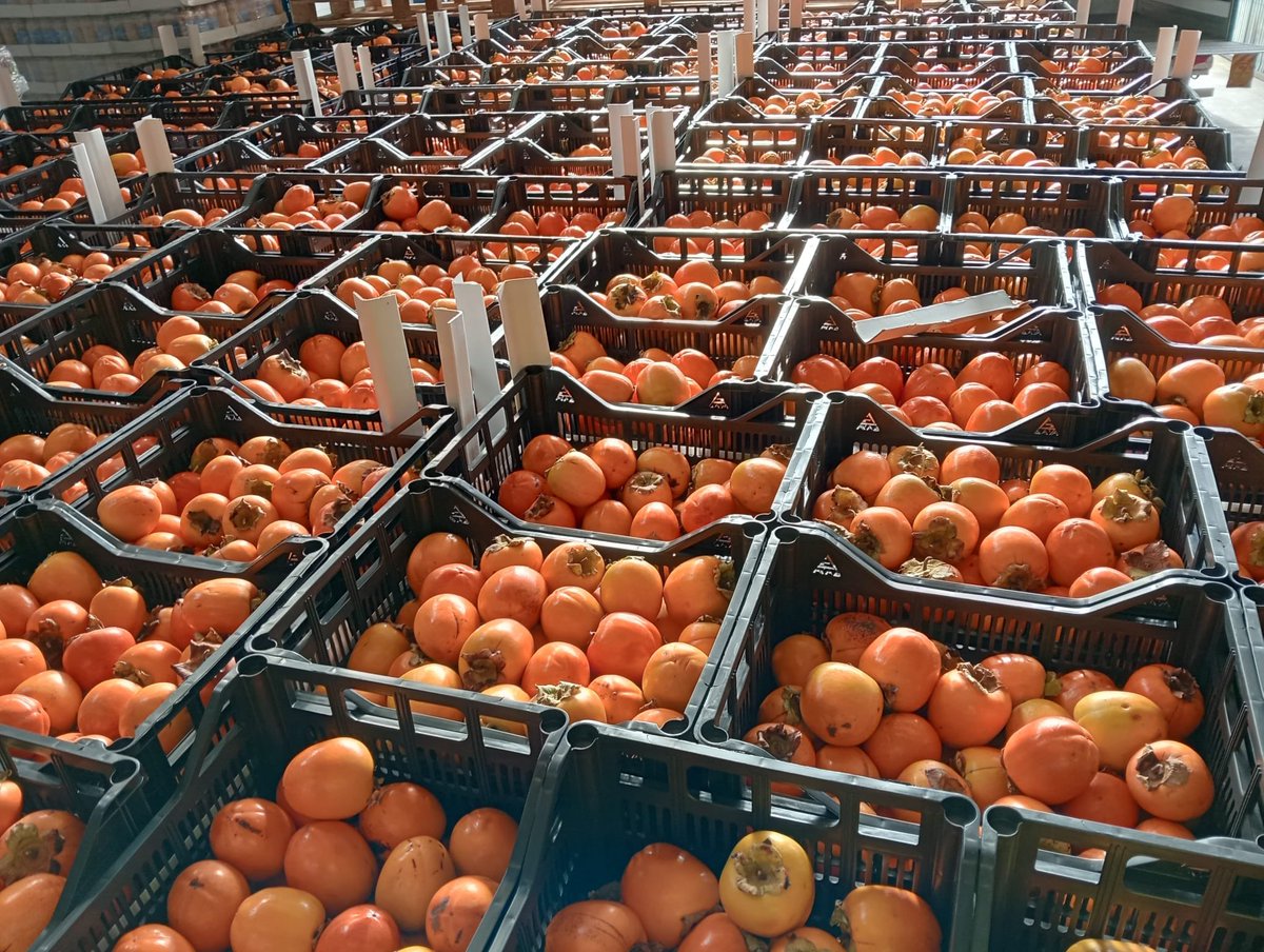 🔹 FOGGA | A lo largo de estas semanas que tenemos por delante, repartidemos entre nuestras entidades colaboradoras 40.432 KG de verduras | Alimentos frescos de temporada que proceden del Fondo Gallego de Garantía Agraria 🔹

🥭 19.913 Kg de caki 
🍊 20.519 Kg de clementina