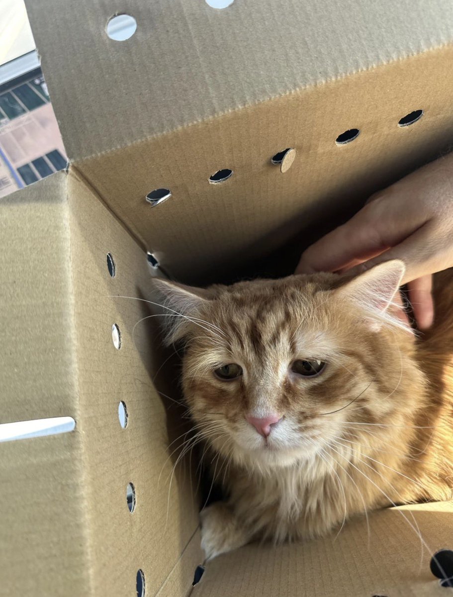 blessedcats's tweet image. I’ve felt a void in my life ever since my cat passed so I adopted the saddest cat at the shelter