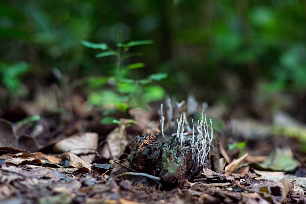 Association for Conservation of Bugoma Forest tweet media