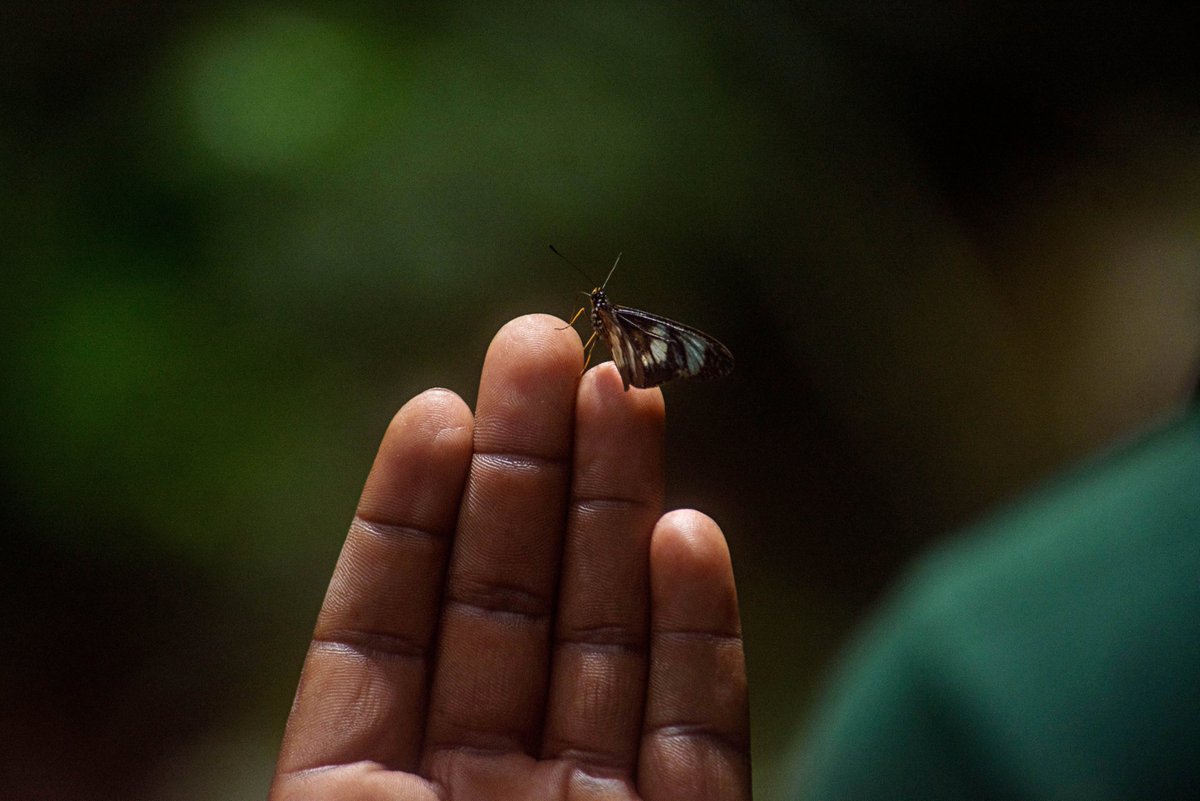Association for Conservation of Bugoma Forest tweet media