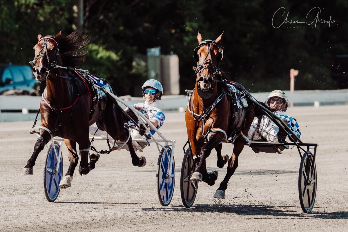 𝐓𝐡𝐢𝐬 𝐨𝐧𝐞’𝐬 𝐚 𝐟𝐚𝐯𝐨𝐫𝐢𝐭𝐞! 

Cannibal coming for home to dominate in the Adios by Chris Gooden 🤩

The son of Sweet Lou stands in New York and served a full book in 2024 and 2025. 
bluechipfarms.com/cannibal