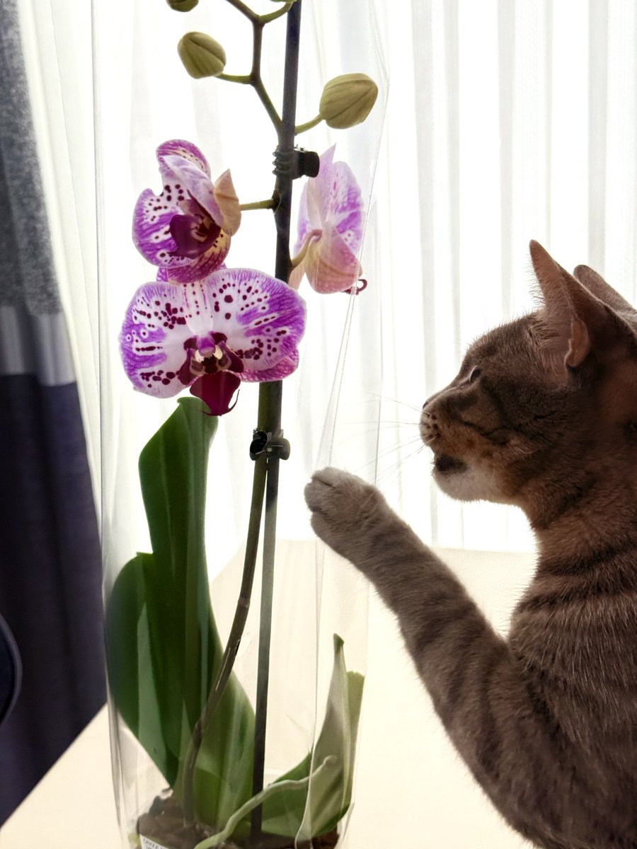 sunlightwsf's tweet photo. 🫠🌸💘💐✨🐈 https://t.co/gmgVMtX3Z3