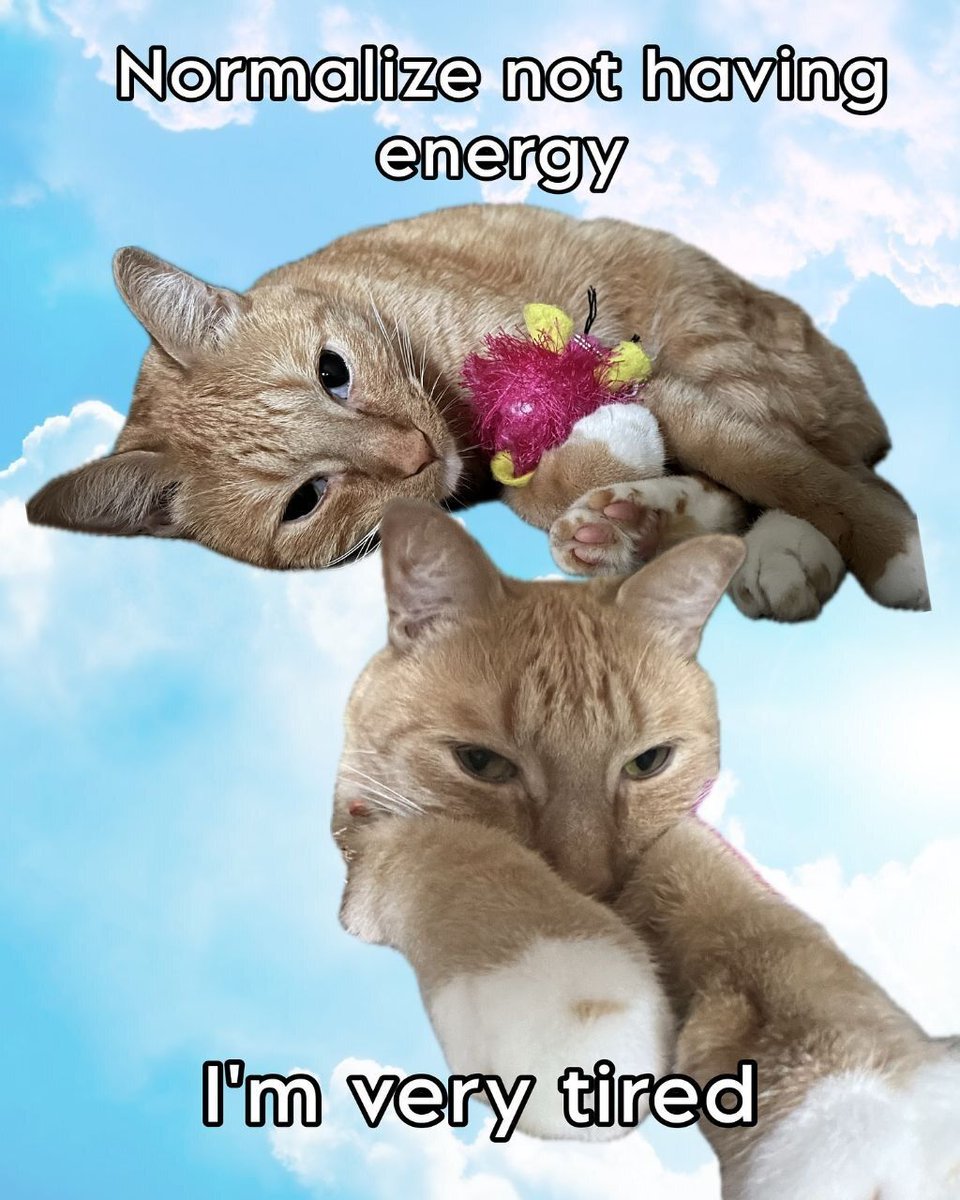 Why you should have a cat (@shouldhavecat) on Twitter photo 