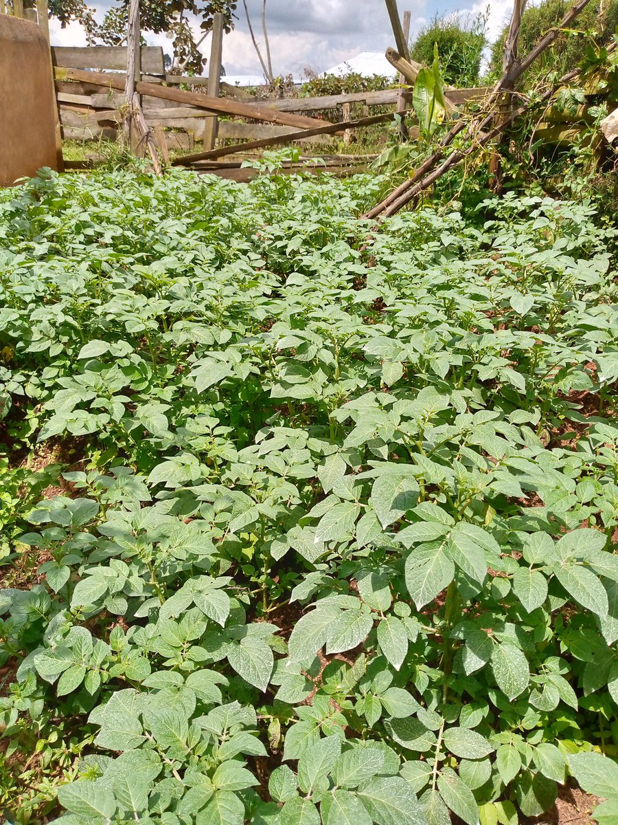 RightCohen's tweet image. Good management practices increase crop yields. Timely weeding and control of pests and diseases are very important in crop farming. 

Like and Repost. 
*Follow me for daily farming News and Tips. 
#LetsFarmTogether