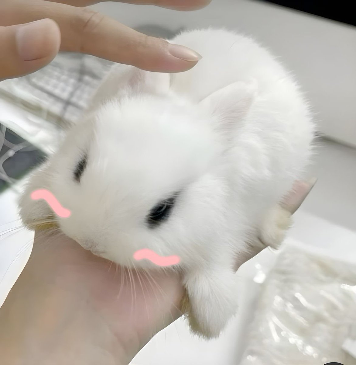 hanbinisbunny's tweet image. 