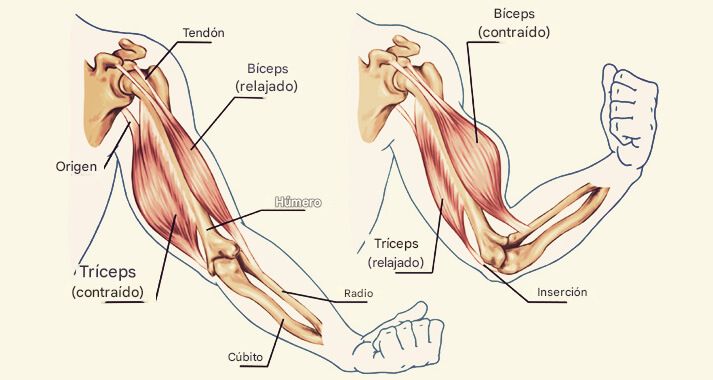 DiegoSanchexX's tweet image. La falta de masa muscular AUMENTA el riesgo de muerte PREMATURA en un 36%.

Lamentablemente, el 99% de las personas esperan hasta que es demasiado TARDE.

Ya que tu médico NO te ayudará...

Aquí tienes 15 consejos SENCILLOS para DESARROLLAR y MANTENER la musculatura a cualquier…