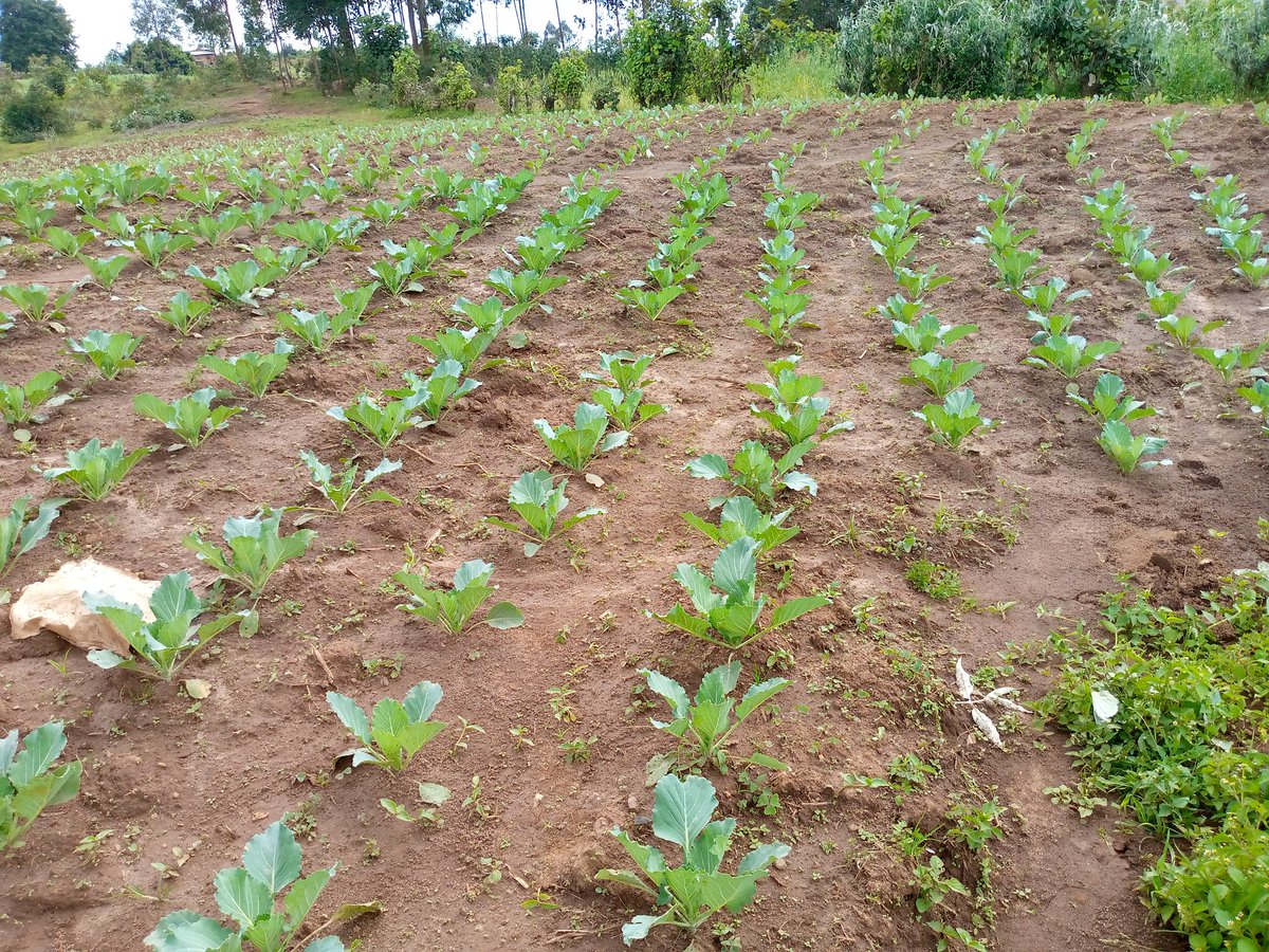 RightCohen's tweet image. FARMING TIP:
Plant your crops in lines to ease field practices like weeding and spraying.

Like and Repost. 
*Follow me for daily farming News and Tips. 
#LetsFarmTogether