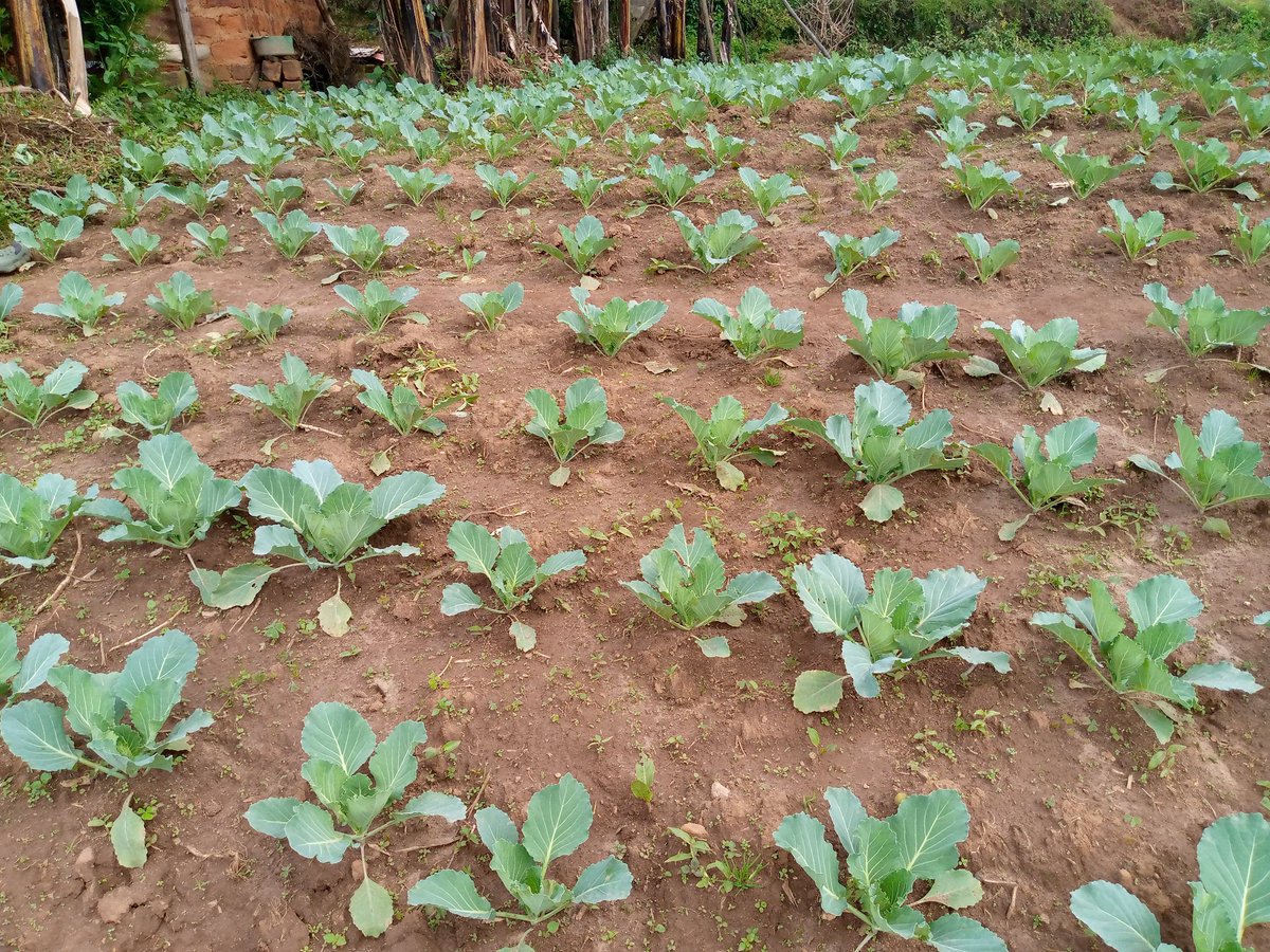 RightCohen's tweet image. FARMING TIP:
Plant your crops in lines to ease field practices like weeding and spraying.

Like and Repost. 
*Follow me for daily farming News and Tips. 
#LetsFarmTogether