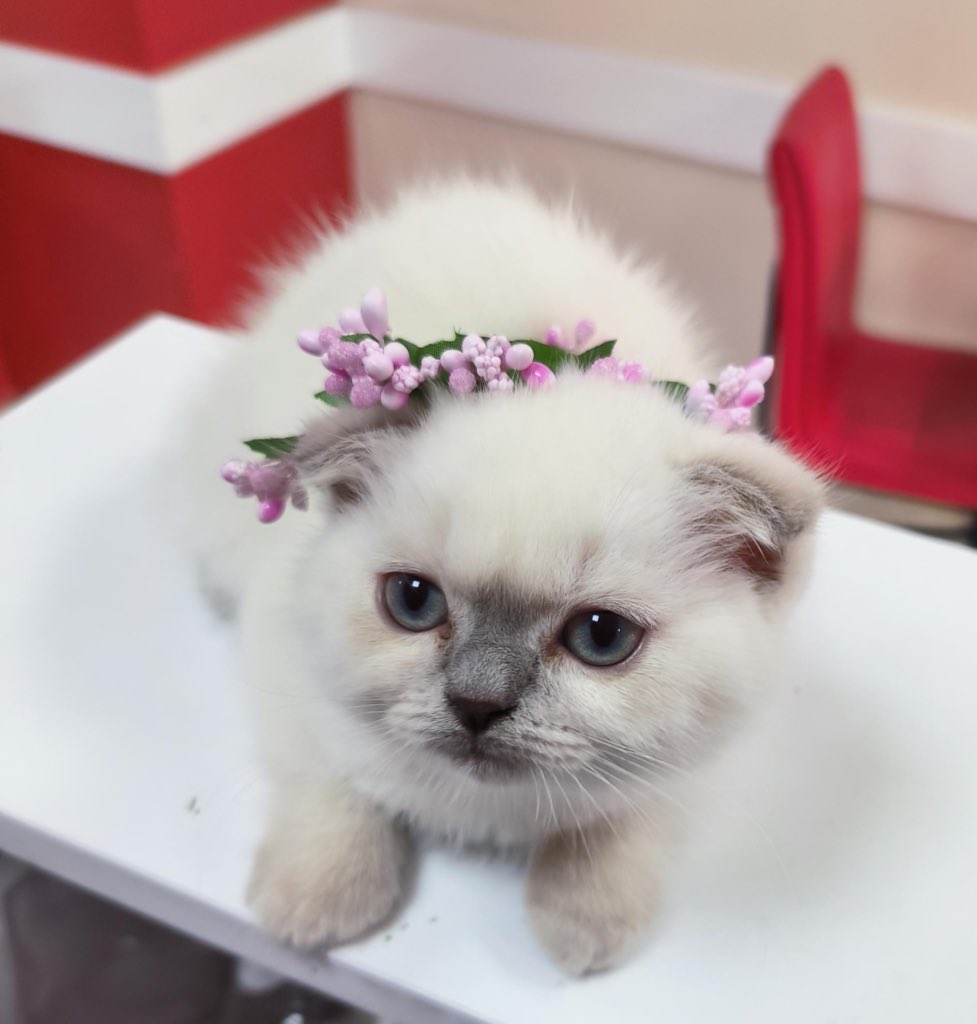 _khkmagduru_'s tweet image. Bugün prensesler günüymüş kutlu olsun…

 #prenseslergünü