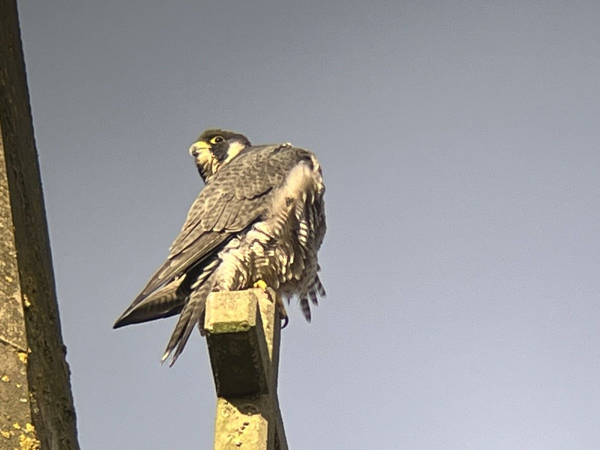 greeny1955's tweet photo. A cold morning today at the LROS Peregrine watch at Leicester Cathedral.  Good to chat to quite a few people about the Cathedral birds. Myself and @davidearlgray then went to Swithland Reservoir to view a Lesser Scaup. #LROS #Leicestercathedral  #KRIII #VC55 https://t.co/esRsmjQJy7