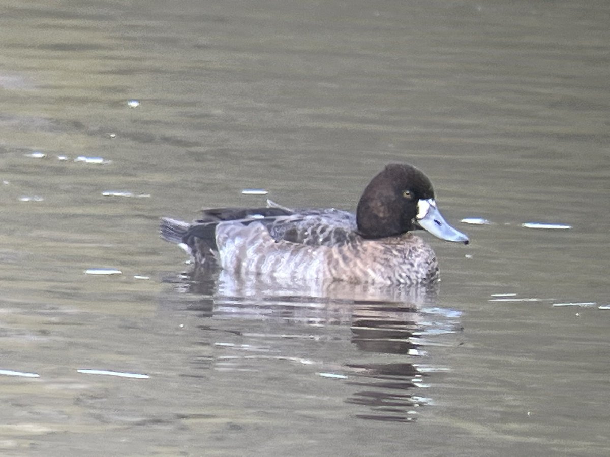 greeny1955's tweet photo. A cold morning today at the LROS Peregrine watch at Leicester Cathedral.  Good to chat to quite a few people about the Cathedral birds. Myself and @davidearlgray then went to Swithland Reservoir to view a Lesser Scaup. #LROS #Leicestercathedral  #KRIII #VC55 https://t.co/esRsmjQJy7