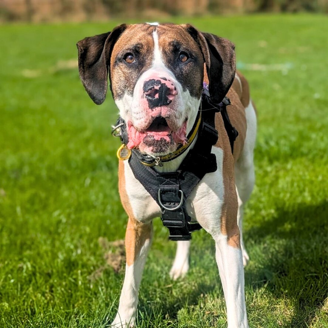 DTCardiff's tweet photo. ๐ Meet Taz, the TazTastic 4-year-old Great Dane cross! ๐พ Big, bouncy, and full of funโhe loves zoomies, tricks, and adventures. Do you have room in your heart and home for this hunk? ๐ โจ
#LargeBreed #GreatDane #AdoptMe #DogsTrustCardiff https://t.co/AMPcwkYww8