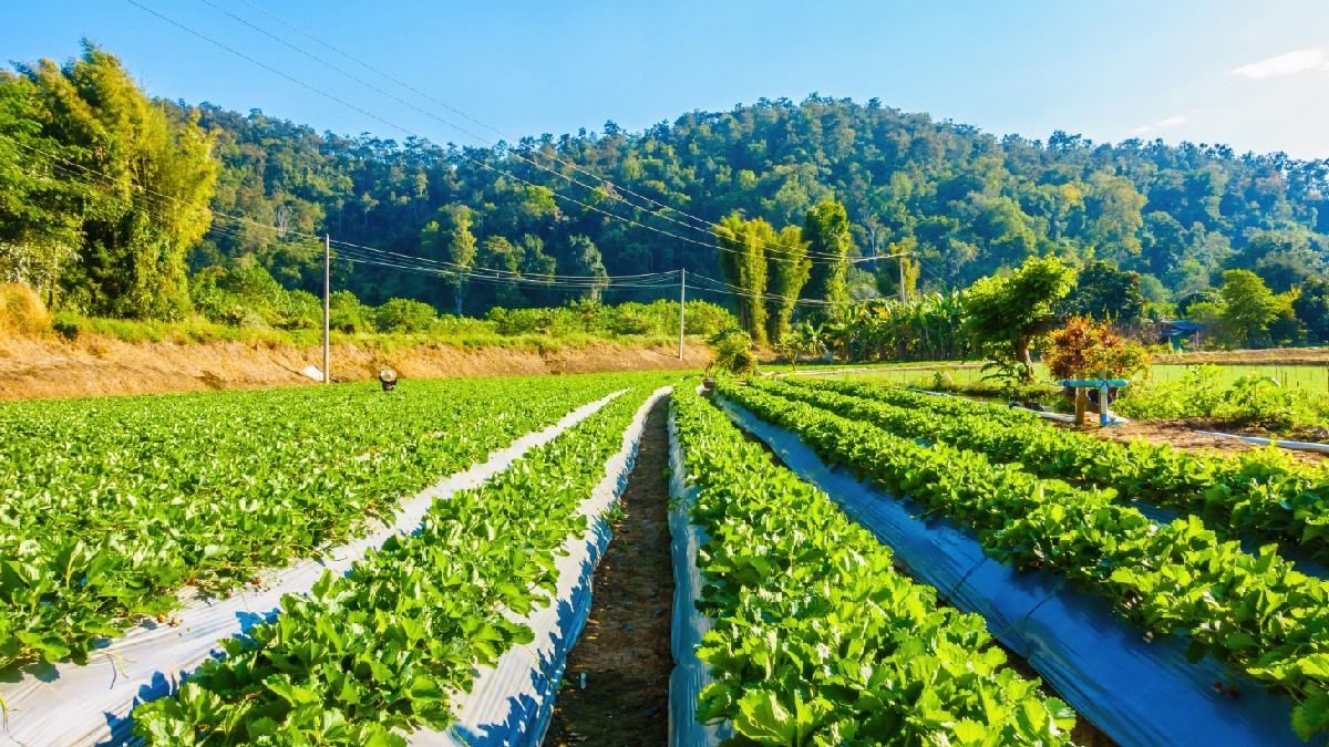 infogatecl's tweet image. 🥬 🥕 Del instinto al dato: una nueva cultura para gestionar el agua en la agricultura. Léelo aquí ➡️ buff.ly/Ap47f5X