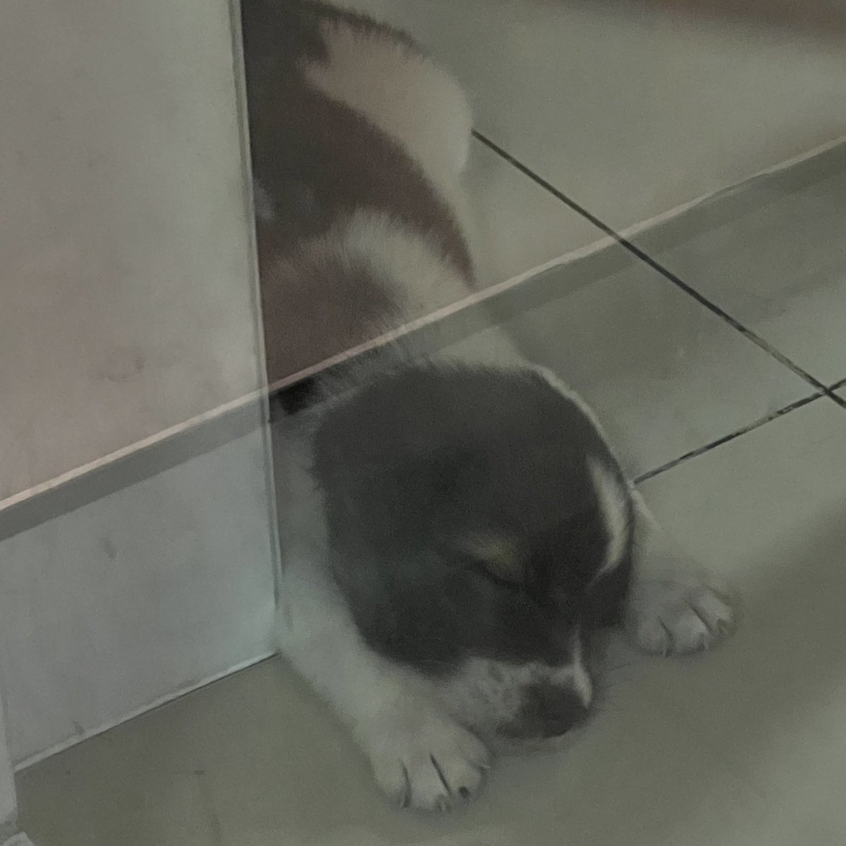 ssweqss's tweet image. กุต้องเดินย่องในบ้านตัวเอง เพราะไอ่เด็กนี่มันตื่นง่าย ตื่นมา ไม่เจอใคร ร้องกรี๊ดๆ อีก 🫠