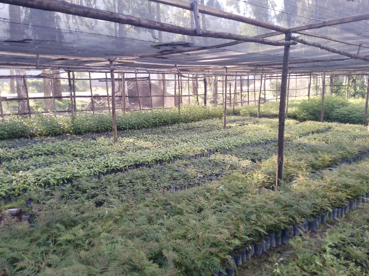 ecoverdeneta's tweet photo. EVNA has planted 3500 trees in the Cyabingo and Busengo sectors of Gakenke District, Northern Province.
This focuses on restoring degraded land and promoting climate-smart agroforestry practices that support soil conservation, improved crop productivity and community resilience. https://t.co/rMvUfzjxpR
