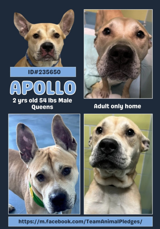 NMBewitched's tweet photo. Apollo 
#NewDogontheBlock 
https://t.co/LndzHoeTMd 
#AdoptMe 

1st Let's all appreciate Apollo's award winning🐰
He would appreciate a person who snuggles, before a morning walk. 
Someone who gives out treats for training
Bestows praise for a job well done 

His dream is a loving human who will build his confidence