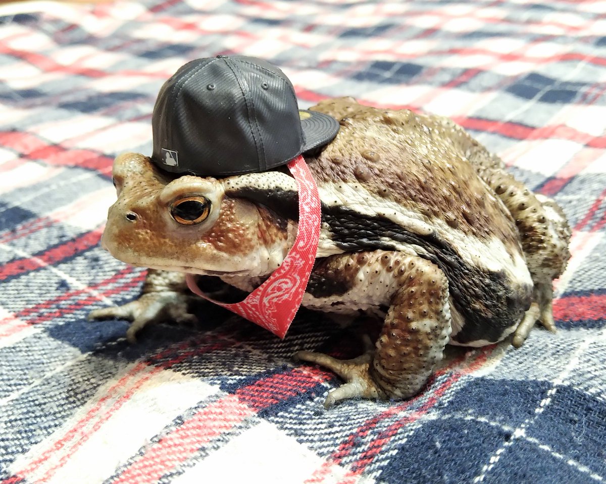 jyun_zou's tweet image. NEW FASHION✨
#アズマヒキガエル 
#ヒキガエル 
#toad #bufo