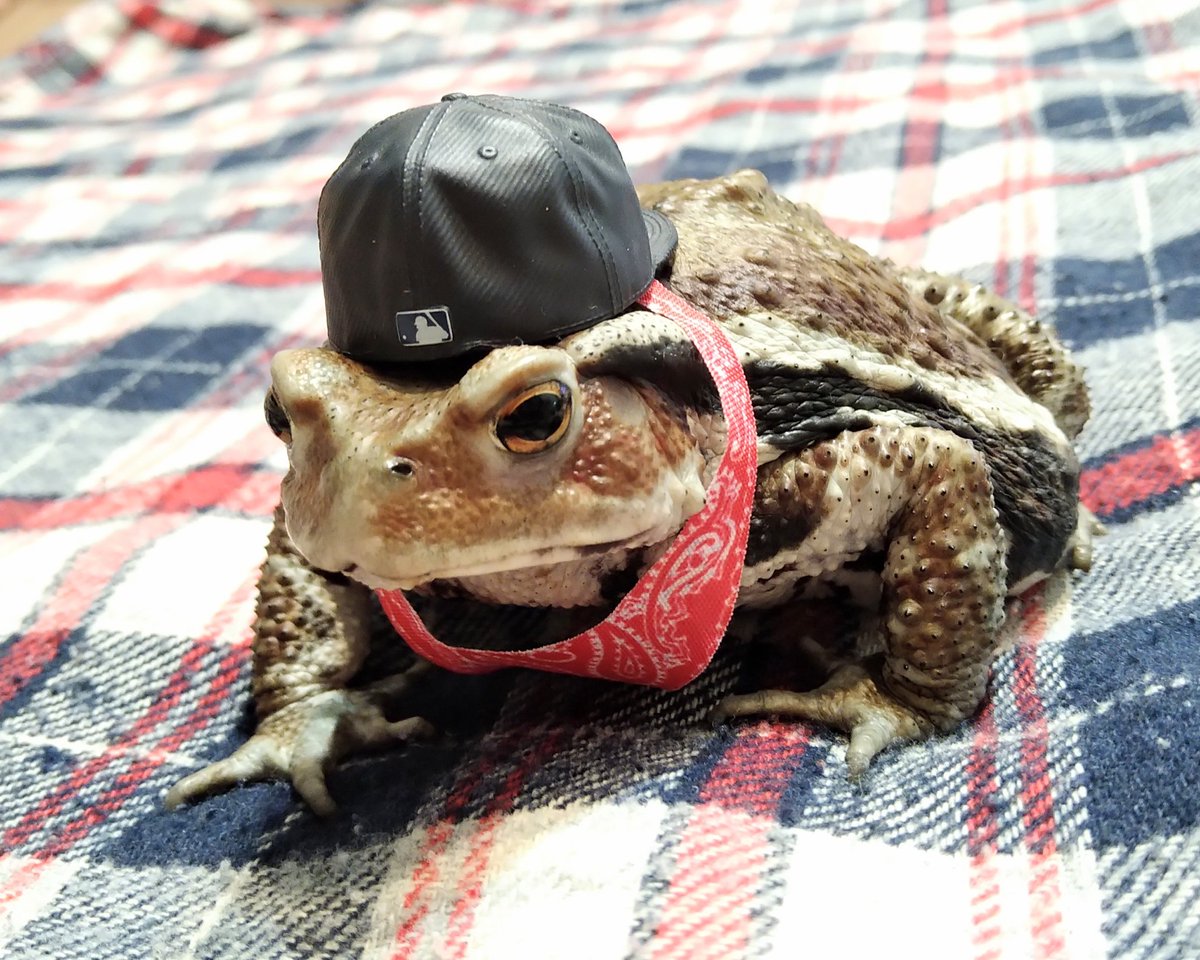 jyun_zou's tweet image. NEW FASHION✨
#アズマヒキガエル 
#ヒキガエル 
#toad #bufo