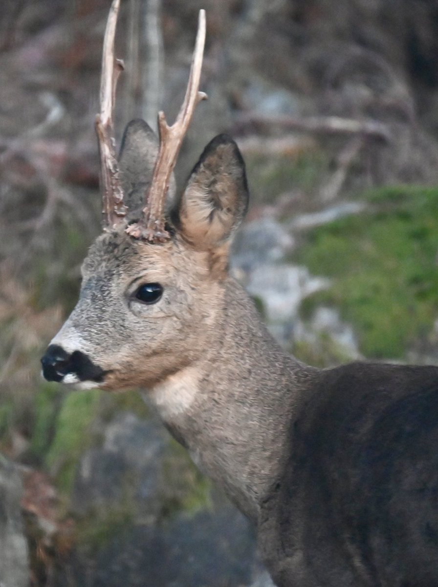 Rådjurskungen på besök.